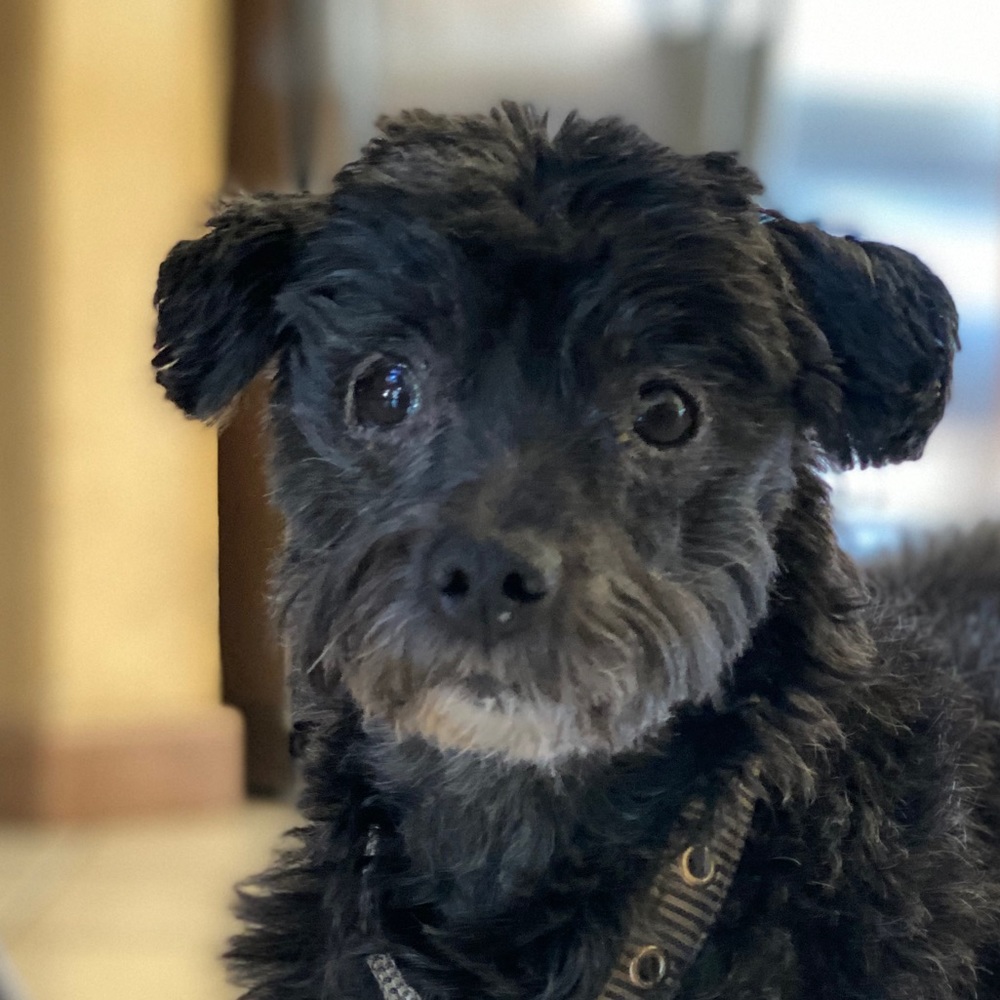 Meet your Posher, Adriana